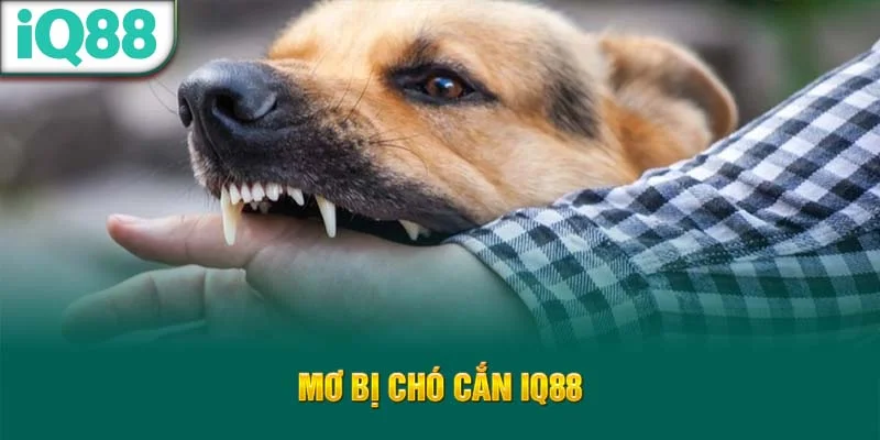 mo-bi-cho-can-iq88