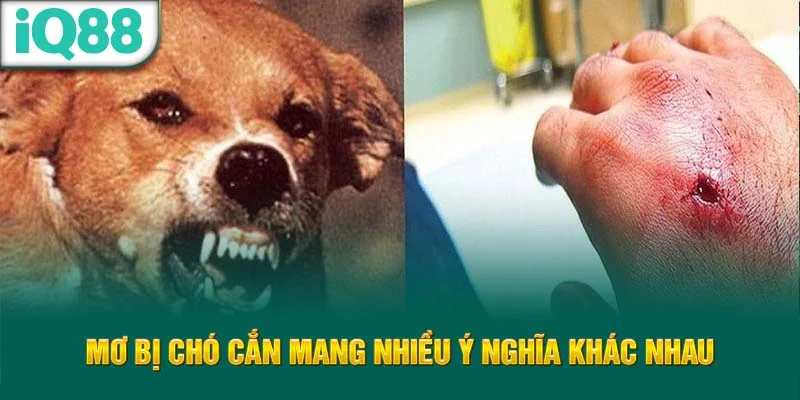 mo-bi-cho-can-mang-nhieu-y-nghia-khac-nhau
